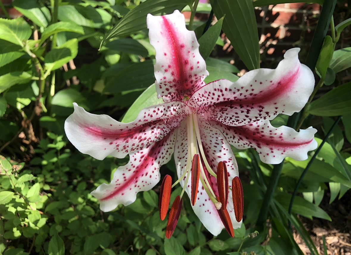 @mooielouie @BillieO2 It certainly looks it, but it was described by the catalogue  as a “lily tree”. My Stargazer is on its way.  This is one of last year’s blooms. This stargazer’s fragrance is overpowering! #MagentaMonday #Flowers  #lilies