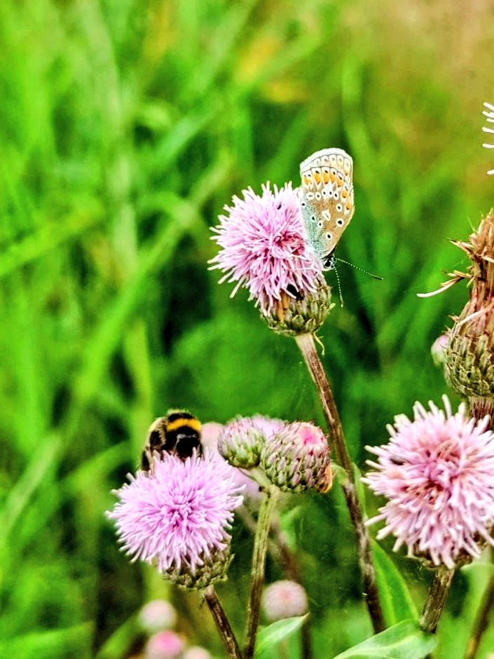 Pihla Kivistö tweet media