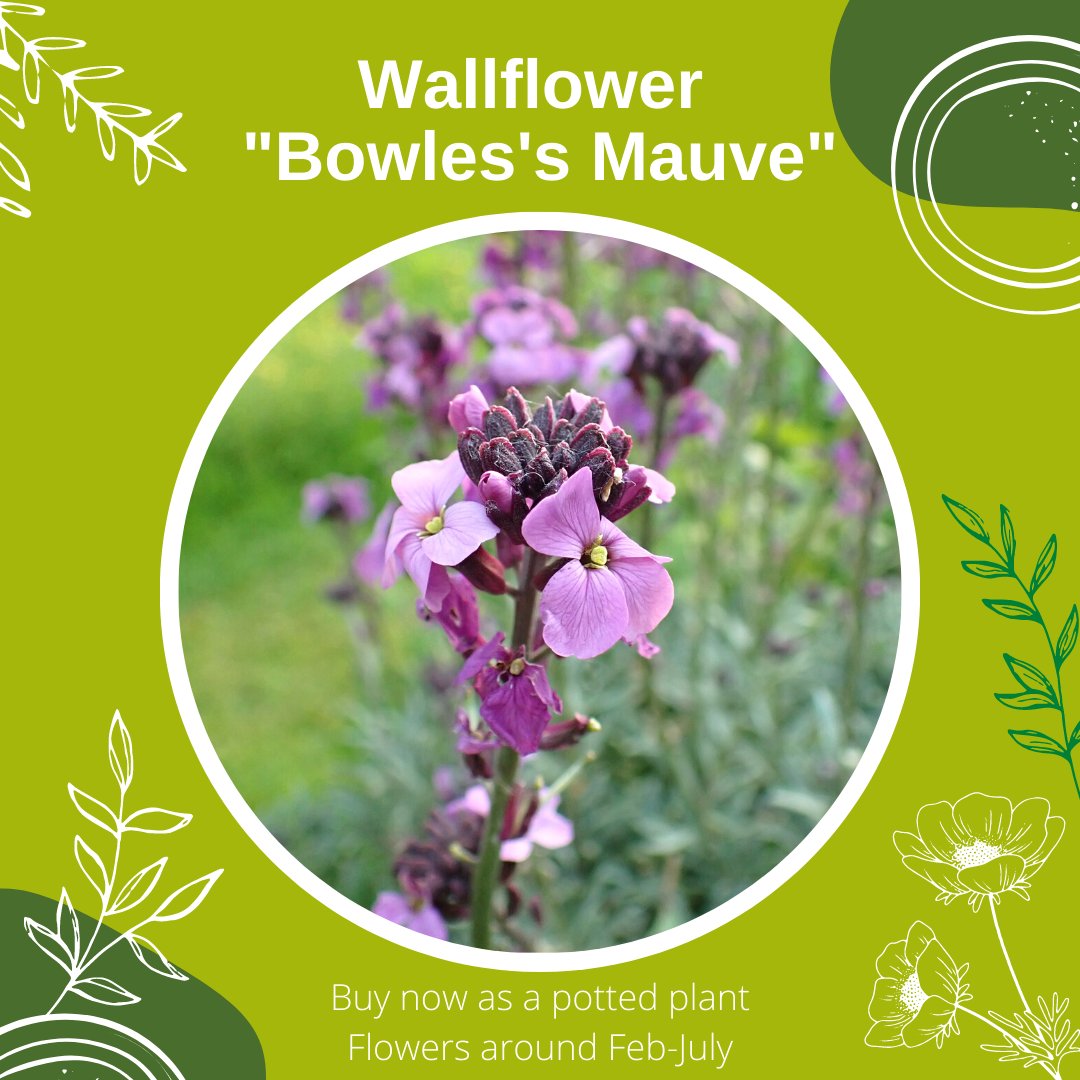 Bumblebee Conservation Trust tweet media