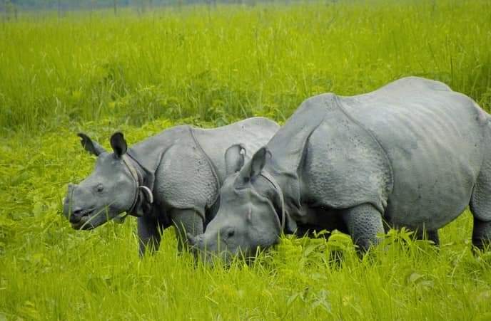 DEVAJIT MORAN #IAmDehingPatkai #Protectmetoo tweet media