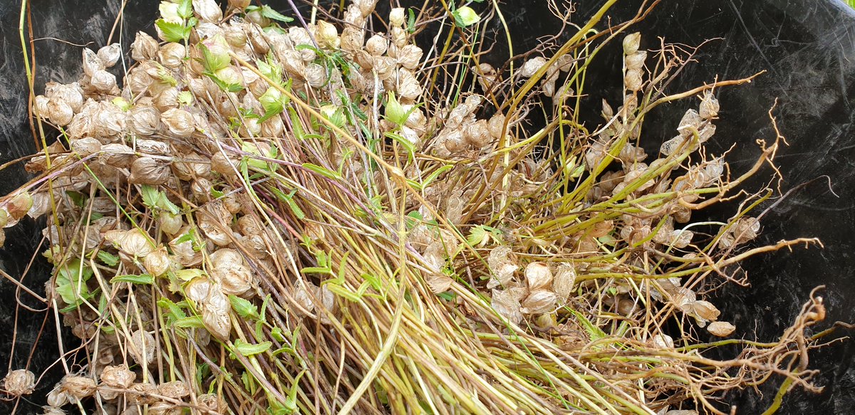 Burrenbeo Trust tweet media