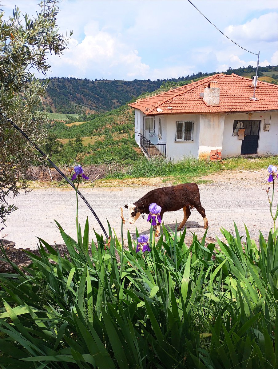 #NaturePhotograhpy  #nature #photography #photographer #PHOTOS #photographylovers #photo #photographers #photograp #Pazartesi #fotoğraf #doğa #köyhayatı 
🐮