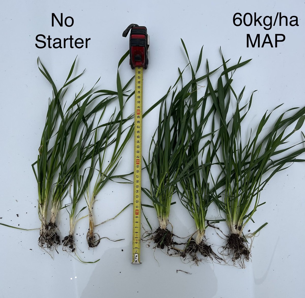 OutlookAg's tweet photo. This year is showing the importance of nutrition in a marginal start to the season. Really noticing paddocks with and without starter fertiliser this year #wheat #starterfert https://t.co/83OeNMZZHT