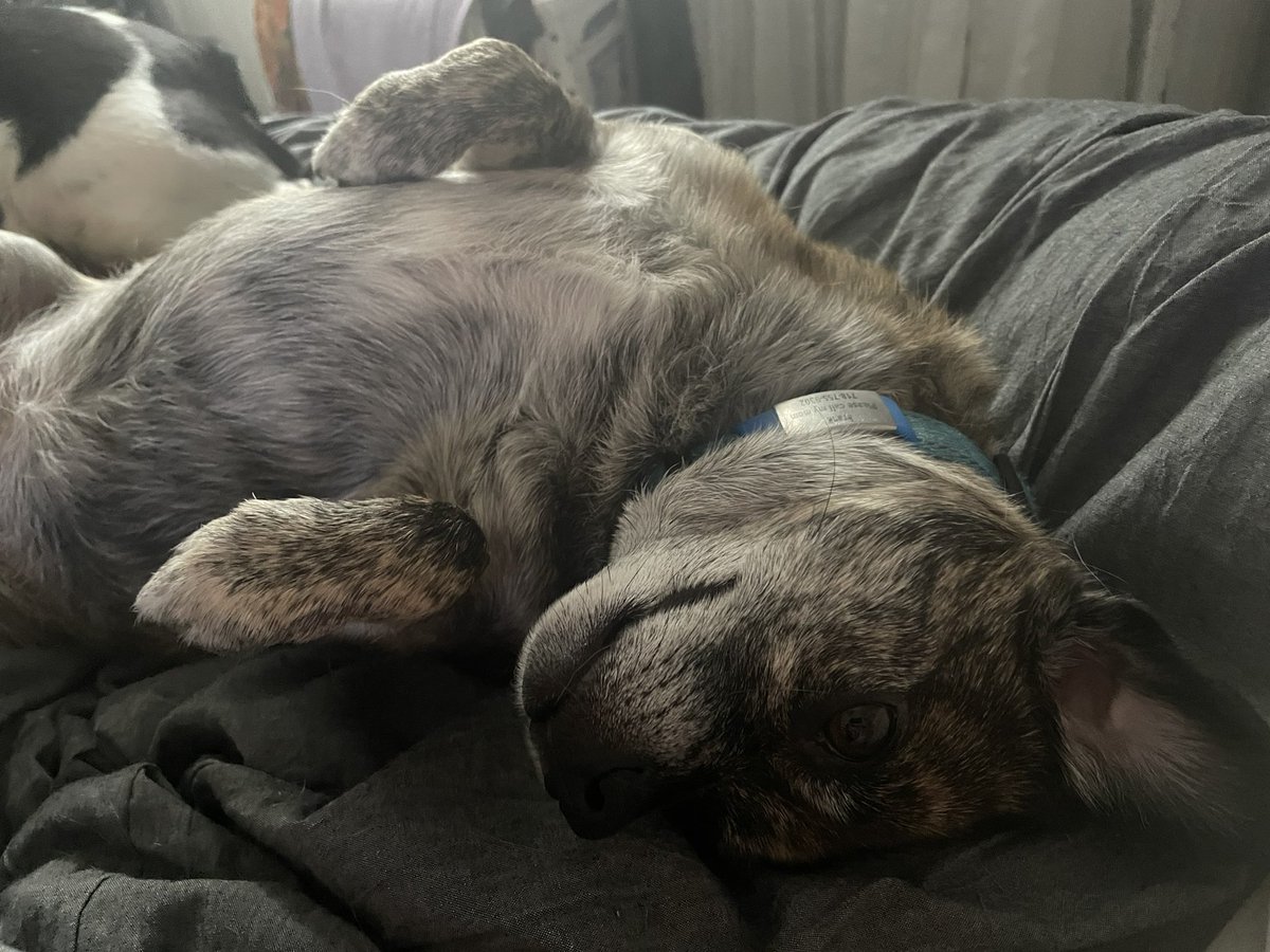 Taking a vacation day today. #dogsonvacation