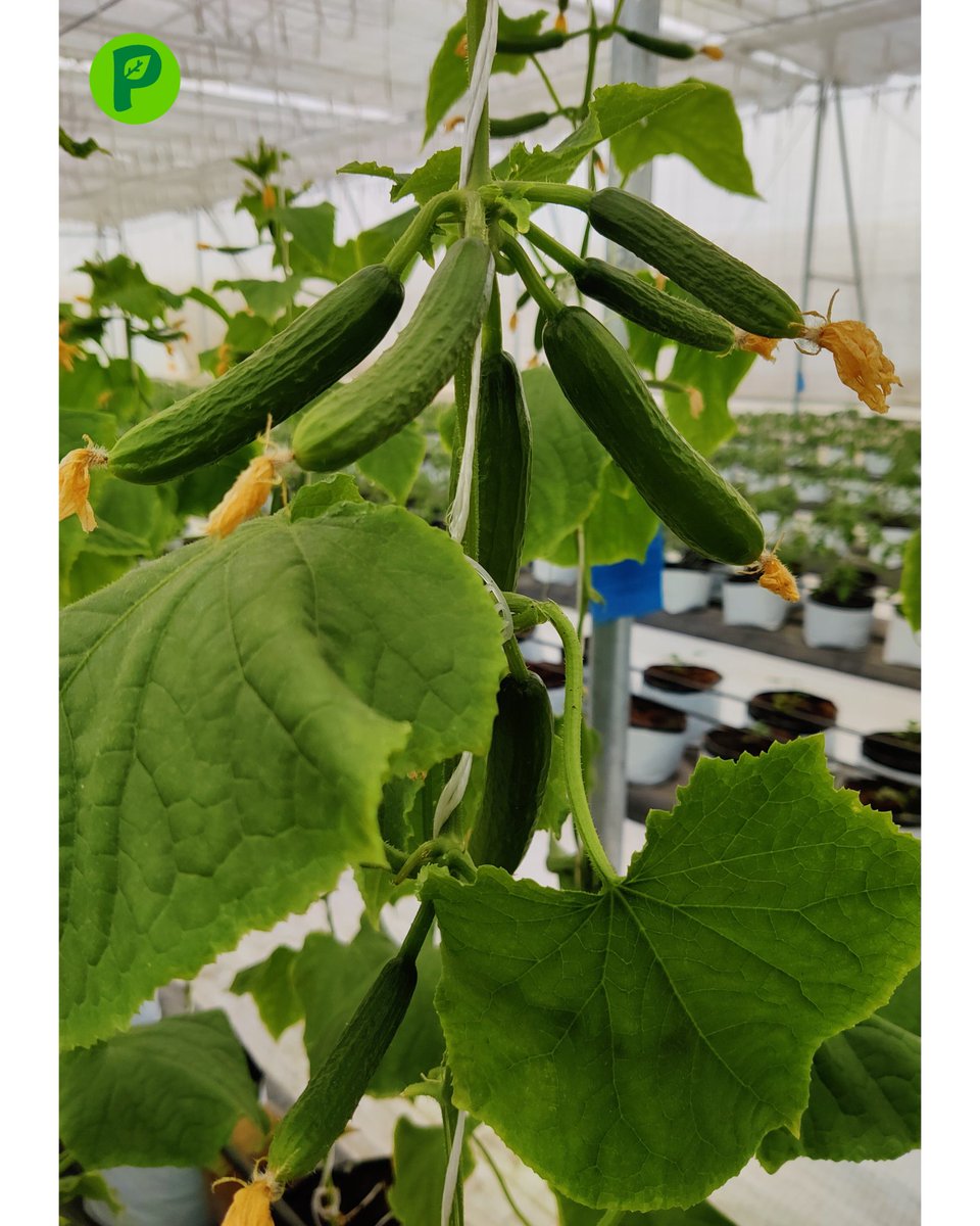 No One:
Just cucumbers hanging around with each other on a winter morning! 🤪

#cucumbers #hydroponicsfarm #hydroponiccucumber #greenhouse #polyhouse #growyourownfood #growsahieatsahi #growwithpoddarfarms #knowwhatyoueat #winterready #morning #poddarfarms