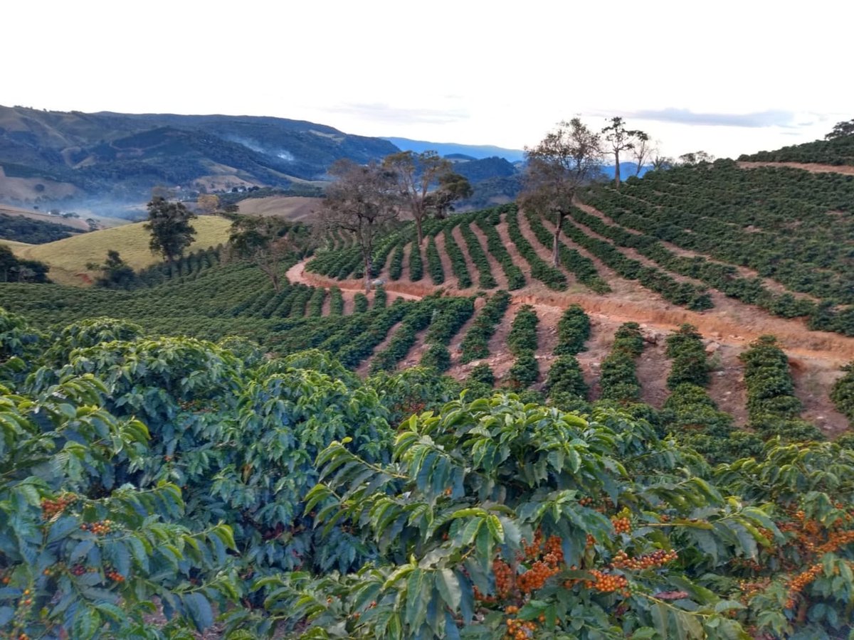 Neatly planted rows of coffee at Sítio Bananal in the Mantiqueira de Minas region of Brazil.⁠
⁠
We're excited to offer Red Catuai Natural coffee from Sítio Bananal, available in-store now at Schwarze-Hamburg! Click the link to learn more.
bit.ly/3iI3CWl