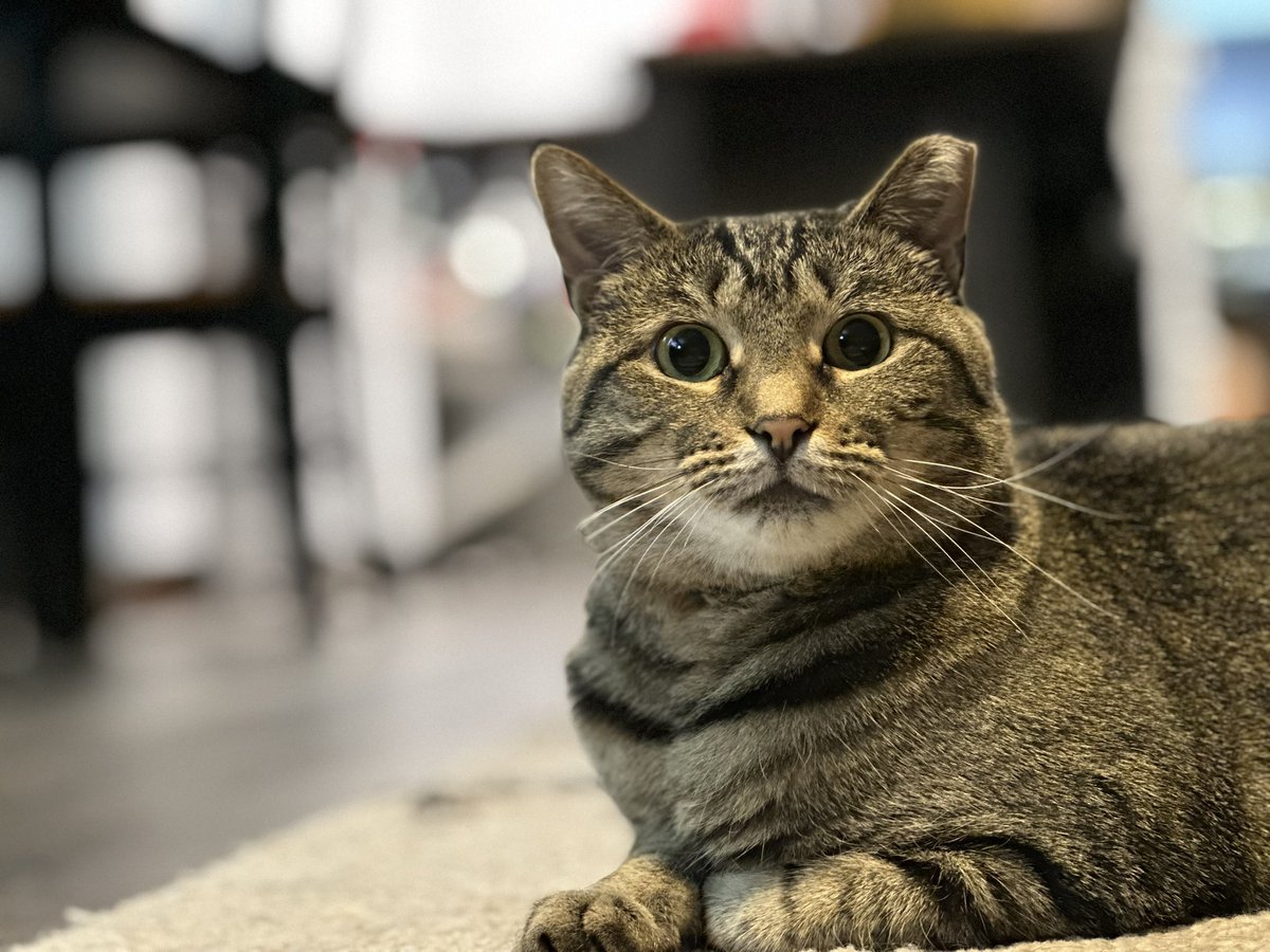 StrayLiotta's tweet image. Send me 599 cat photos. Let’s see what happens