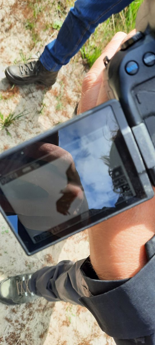 Op pad met Birding Holland, niet minder dan 5 Slangenarenden in het Fochteloërveen 😎