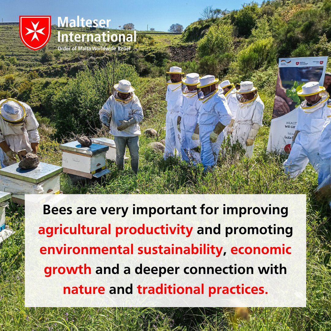MalteserInt's tweet photo. To support small farmers in #Lebanon, our partner Order of Malta Lebanon carries out capacity building initiatives, like beekeeping trainings. Bees are important for improving agricultural productivity and promoting environmental sustainability and economic growth. #beekeeping https://t.co/HQFsZGU8pz