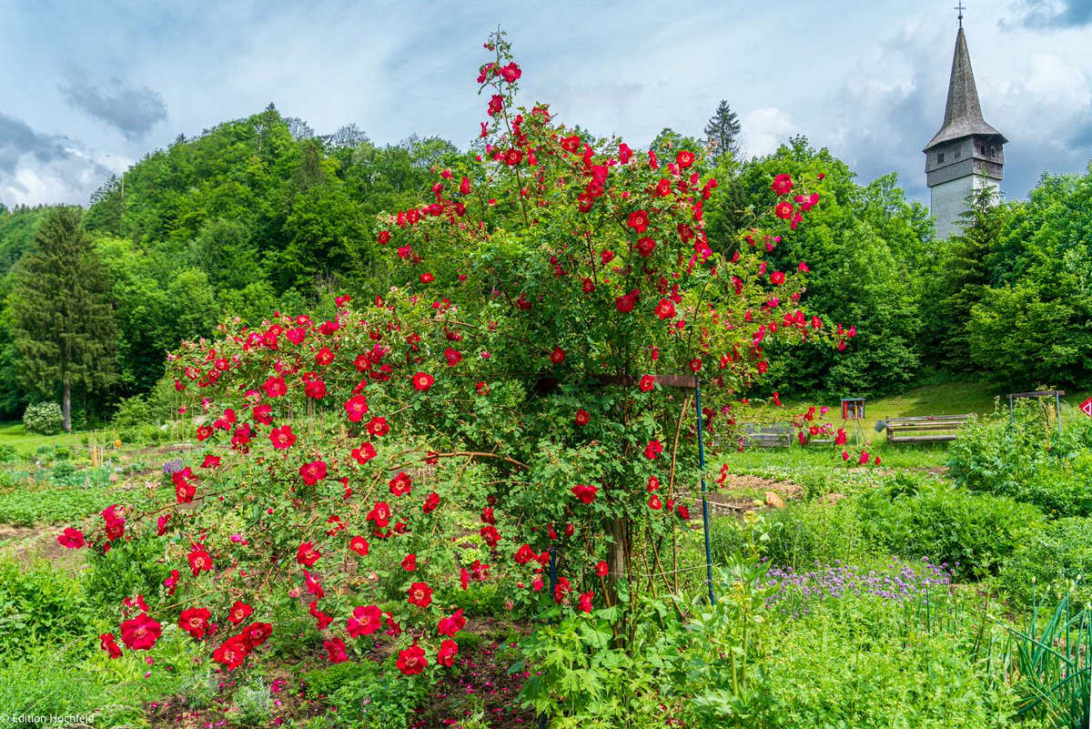 VHochfeld's tweet photo. einen guten Start in die Woche
#RosenMontag #Bregenzerwald #WildeGaerten #Bezau #Rosen https://t.co/Gr3j8QuG1O