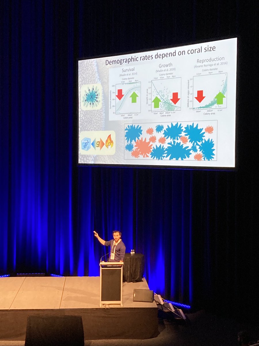 ⁦@ecolology⁩ putting together demographic and evolutionary models … size of corals matters. (and delivering a masterclass in using animation to explain complex processes) #AMSA2023