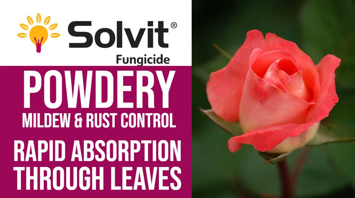 Solve it with Solvit Fungicide from Syngenta.
With faster, effective and longer-lasting control of Powdery #Mildew and #Rust it secures high quality cut flowers and profits. 
Read more > buff.ly/43GI2Yd