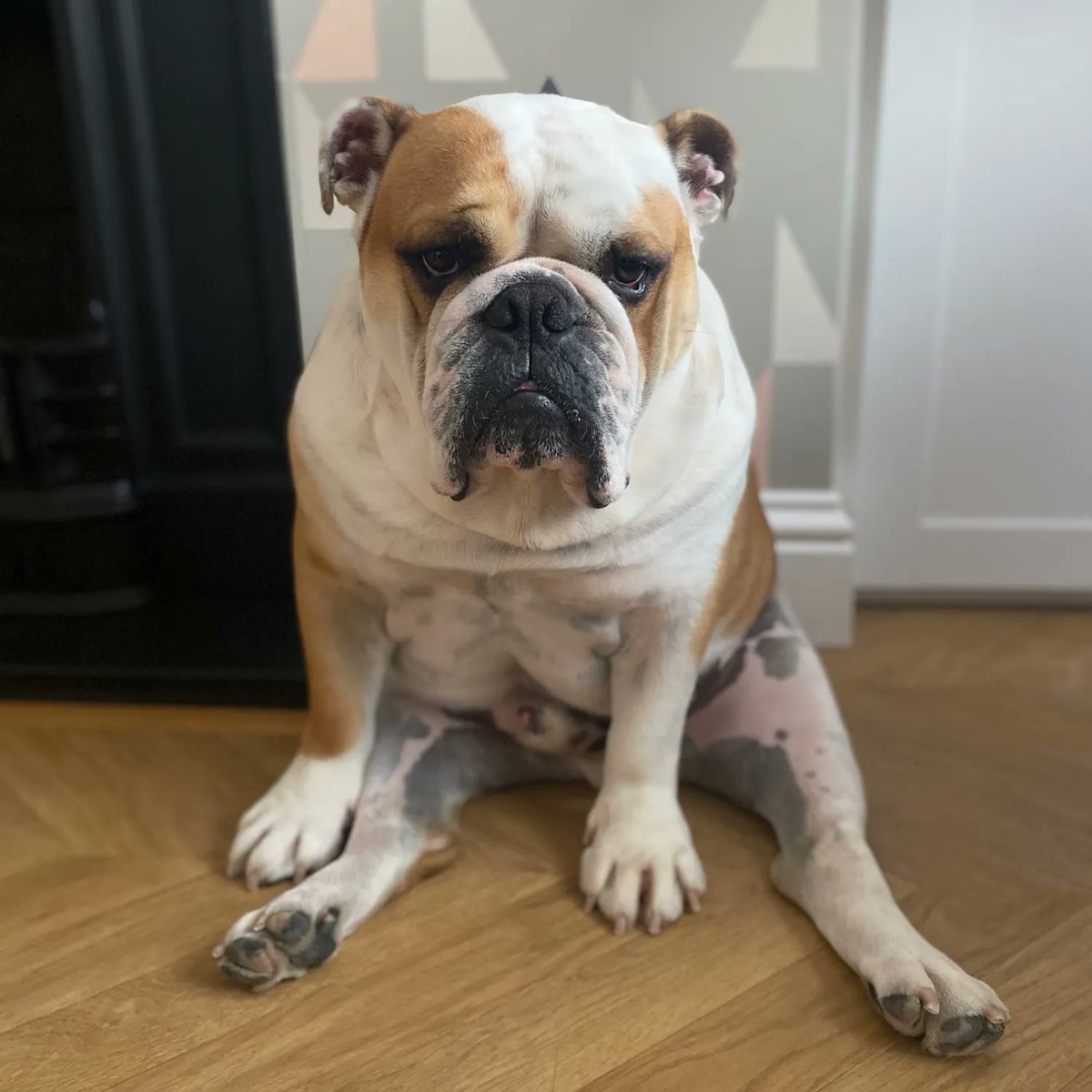 barney_bulldog's tweet photo. Did you notice I had the day off yesterday? I took a surprise visit to Nanny and Grandads for the day, I had a great day but oh my! #Monday is pulling in rough this morning ๐ถ๐พโค๏ธ Barney #BarneyTheBulldog #DogsOfTwitter #DogsOfIG #DogsOfFB #Bulldog #EnglishBulldog https://t.co/udlHPyQATk