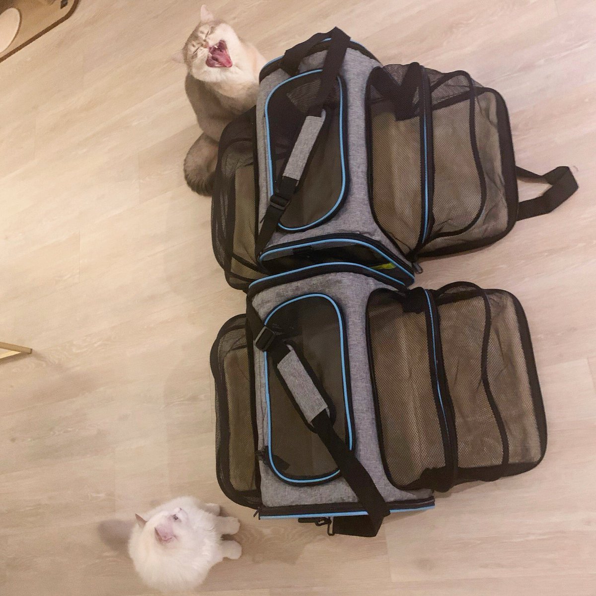PETSPETSCS's tweet photo. Playful
💗
Our most loyal friend. 💕 

· Expandable Large Capacity Pet Backpack For Cats And Small Dogs ·
🐶 SHOP NOW 🐱 LINK IN MY BIO ⬆ Shiping ✈🚢🌍

#petspets #expandablebag #pet #cat #dog #kitty #puppy #bag #multifunctional https://t.co/6AlQIwoppv