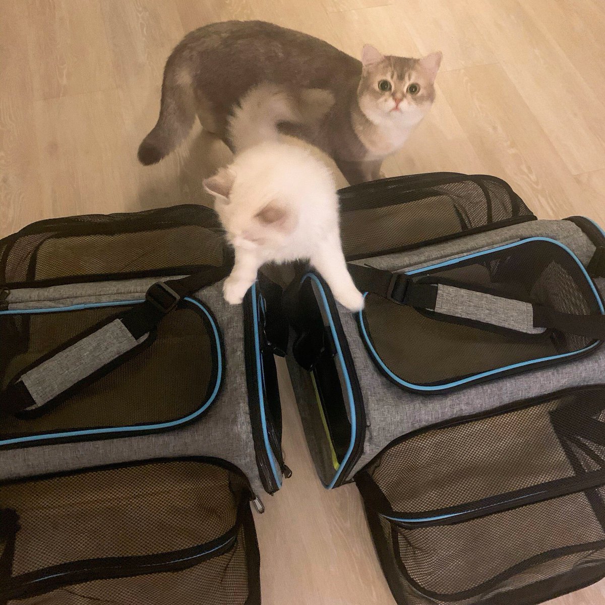 PETSPETSCS's tweet photo. Playful
💗
Our most loyal friend. 💕 

· Expandable Large Capacity Pet Backpack For Cats And Small Dogs ·
🐶 SHOP NOW 🐱 LINK IN MY BIO ⬆ Shiping ✈🚢🌍

#petspets #expandablebag #pet #cat #dog #kitty #puppy #bag #multifunctional https://t.co/6AlQIwoppv