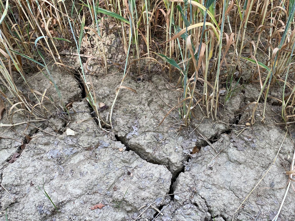 Kommendes Wochenende wird es wieder über 30 Grad. In Basel sind zum Beispiel 37 Grad angesagt. #energiestadt beschäftigt sich mit der Thematik. in unserer Medienmitteilung finden Sie Beispiele, wie Gemeinden und Städte konkrete Lösungen umsetzen.
energiestadt.ch/de/aktuell/med…