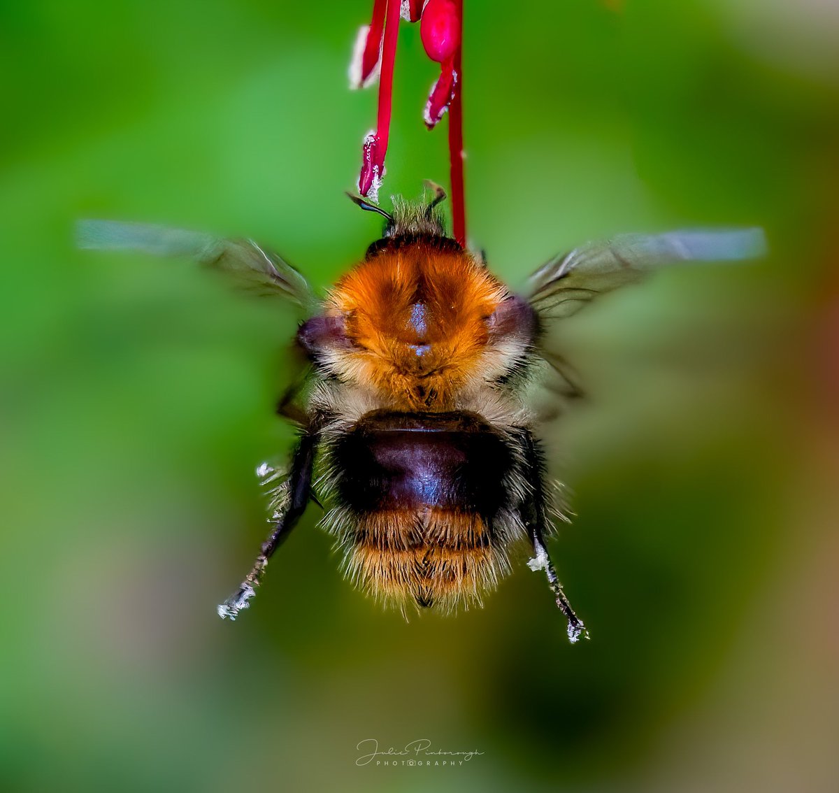 Little #Bumblebee feasting #photooftheday