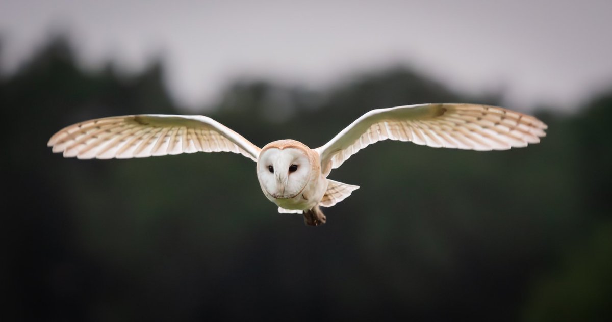 JosieNelder's tweet photo. A beautiful barn owl from an evening last week 😍
@BBCSpringwatch @WildlifeMag @Natures_Voice @ThePhotoHour https://t.co/2ucRvtQ3PF