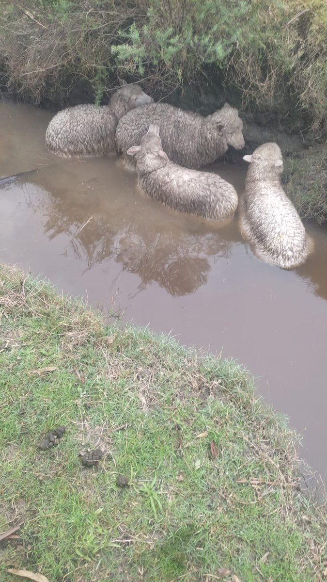 SerranoAbella's tweet photo. Estancia Barracas, Caraguatá,  Tacuarembó; por lo menos 16 borregos muertos,varios lastimados, y siguen apareciendo más afectados..
Por Dios !!
¿ hasta cuando?? https://t.co/u3H3cy6AWs