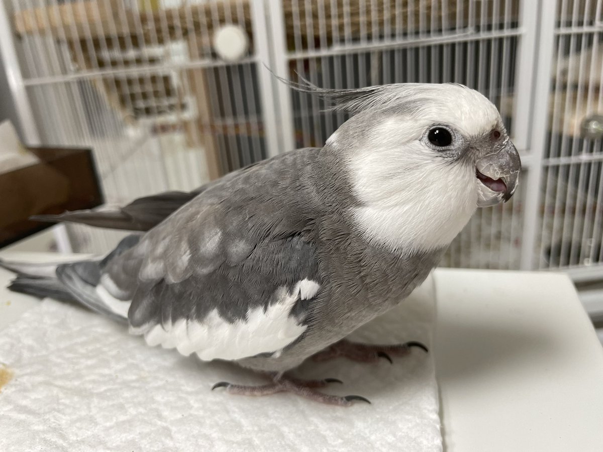 Tthebirb's tweet photo. https://t.co/YpXvFSckkX