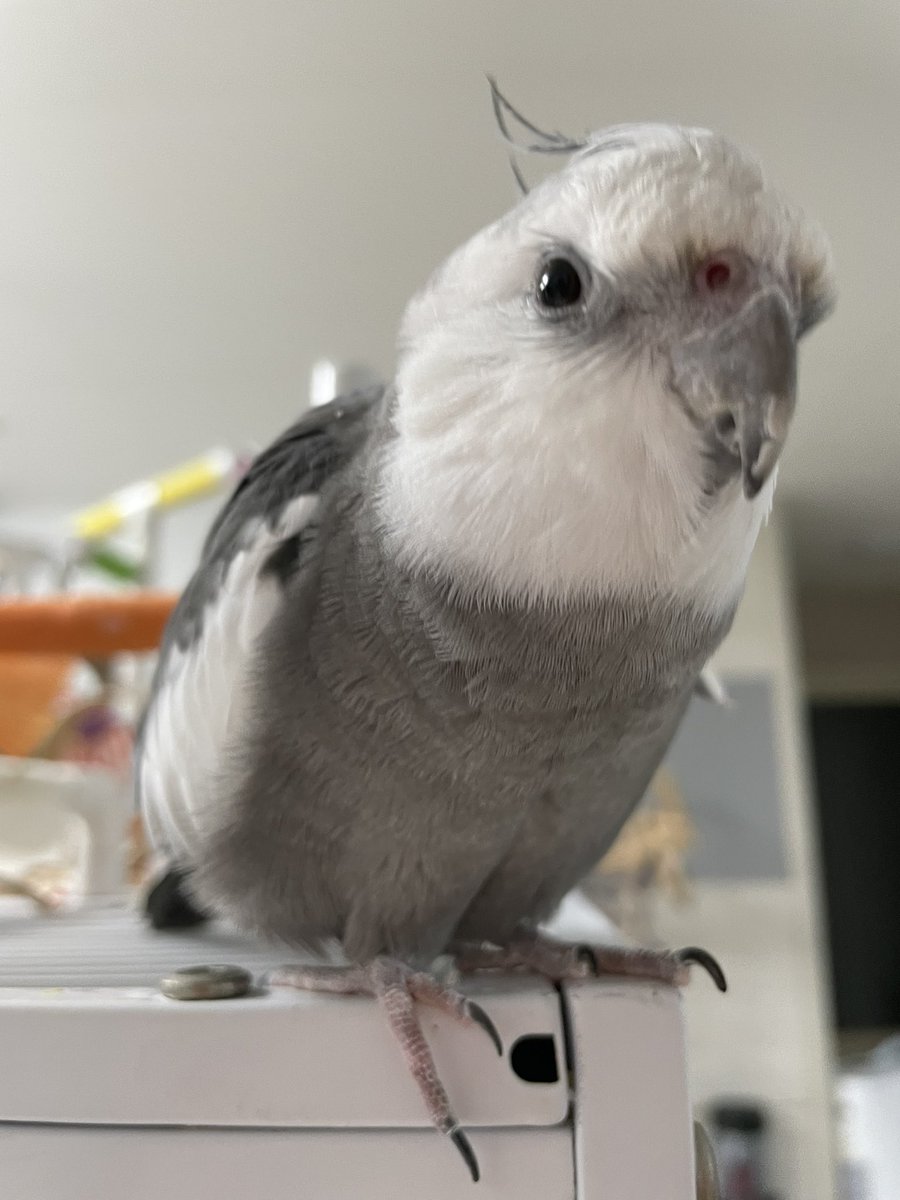 T (@tthebirb) on Twitter photo 