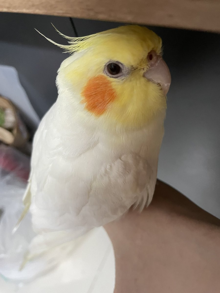 T (@tthebirb) on Twitter photo 