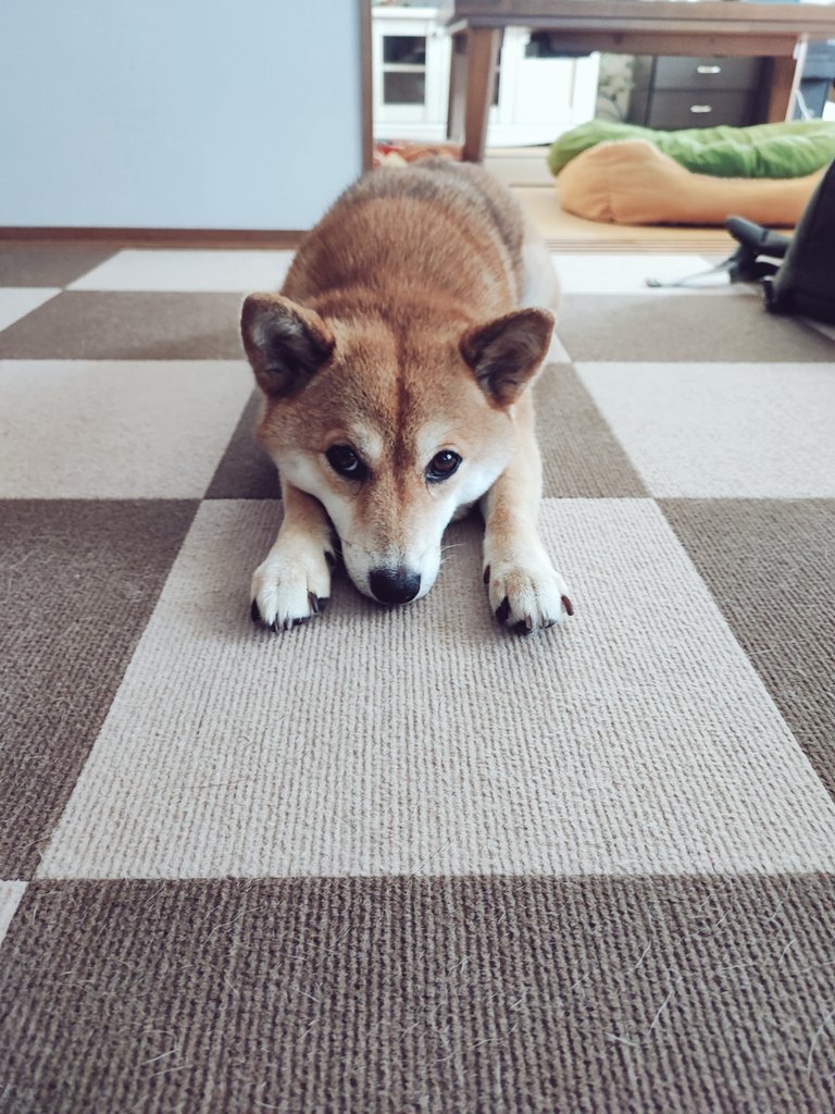 Mexican355's tweet photo. なんか可愛い
#柴犬
 #犬好きさんと繋がりたい 
 #親バカ https://t.co/BqWEF04Kro