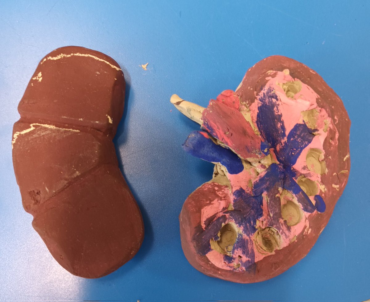 For part of their learning in IDL, P7 <a href="/Greenbraeschool/">Greenbrae School</a> have been working in pairs to research and present a project on an organ in the human body.  They also made a model or created a piece of art. The standard of work has been high. Well done P7.🧠🌟
