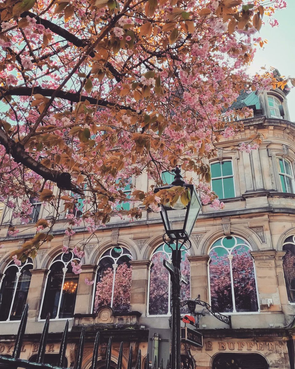 Kazzycrazy78's tweet photo. Edinburgh in spring
#cherryblossom #EDINBURGH #edinburghcity #PHOTOS #photooftheday #photograghy #SCOTLAND #uk #spring #sakura https://t.co/tgFMPTKVwk