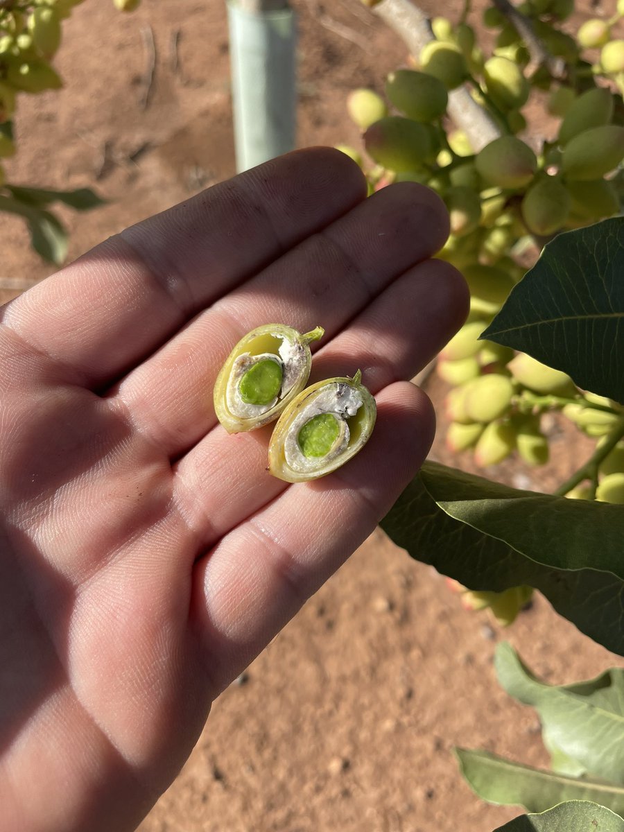 NOLITOgranada's tweet photo. #Pistacho #Antequera #agronomo Comienza el llenado del fruto!! https://t.co/fDULezB3bO
