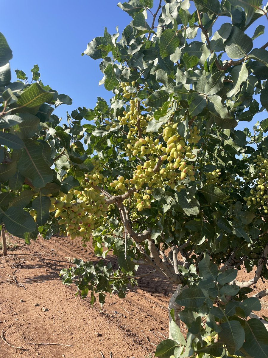 NOLITOgranada's tweet photo. #Pistacho #Antequera #agronomo Comienza el llenado del fruto!! https://t.co/fDULezB3bO