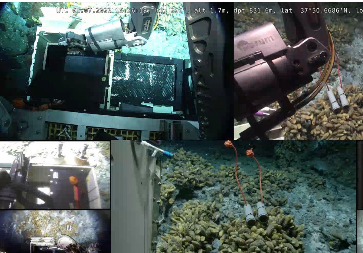 So excited, we deployed #metabolite #capture #resin in the deep-sea to find new #secondaryMetabolites from hydrothermal vents and mussels  #chemicalEcology (inspired by Paul Jensen tinyurl.com/5h87ets8) @MarineMicrobio @NicoleDubilier lab members on cruise M190 with @marum_de