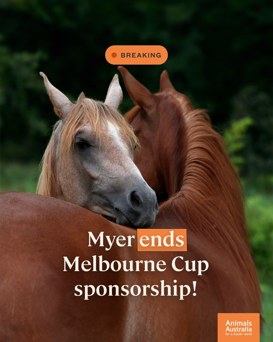 HUGE NEWS: After sponsoring the Melbourne Cup for 40 years, fashion giant Myer has announced it is cutting ties with the race! 🎉 Thanks to the Coalition for the Protection of Racehorses for their tireless work for horses ❤️