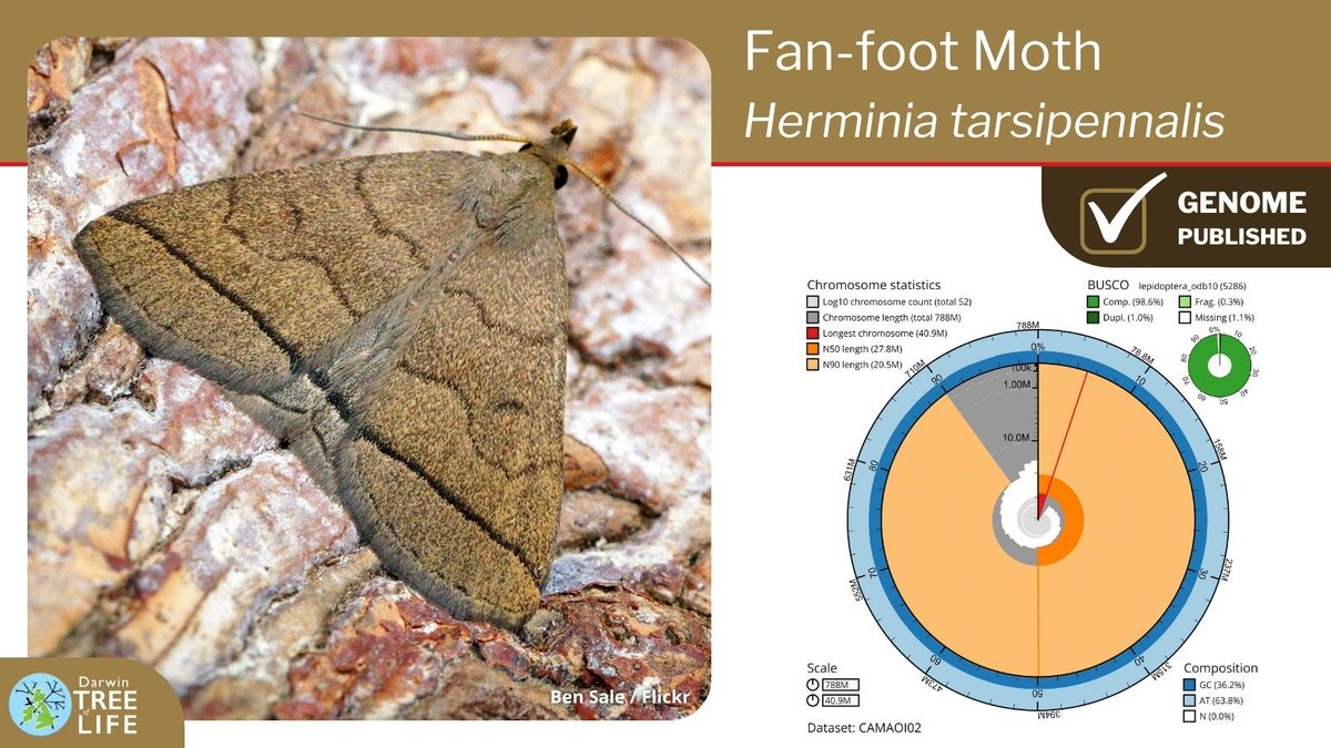 Our latest #DarwinTreeOfLife #GenomeNote: the Fan-foot 🦋 (Herminia tarsipennalis)

Thanks to @diarsia @GenomeWytham @OxfordBiology @NHM_Science @SangerToL and all who helped generate this #genome🧬  

📑Read how we did it @WellcomeOpenRes:
wellcomeopenresearch.org/articles/8-248