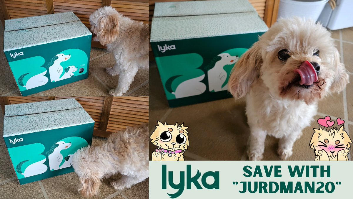 jurdman's tweet image. Penny is excited!
We got our first @lykapetfood delivery today!
I&apos;m going to unbox it tonight on twitch.tv/jurdman .

Use &quot;JURDMAN20&quot; at checkout to save - BUY NOW : bitly.ws/KgS9 

Penny Cam will be on as always!

#brandedcontent