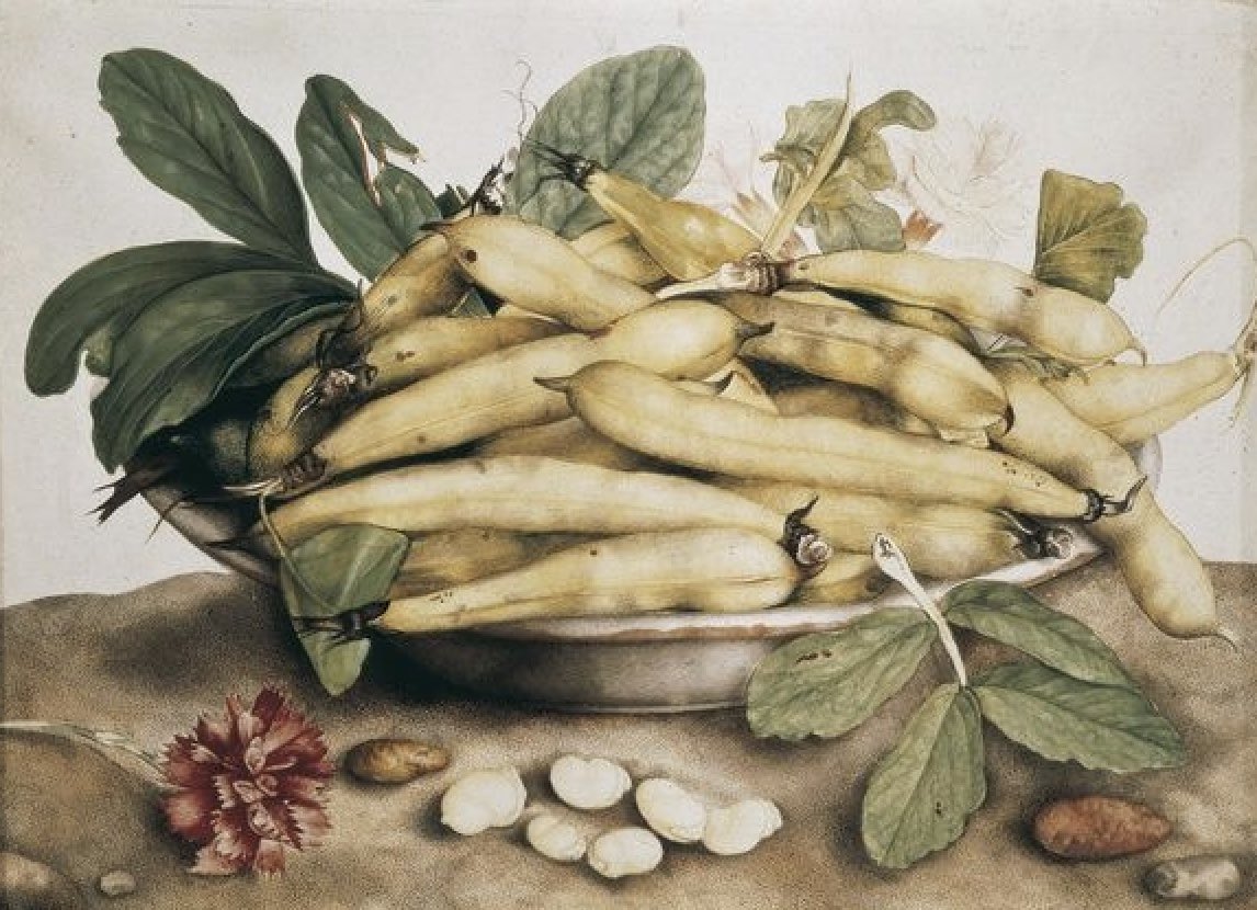 Still life with broad bean pods. Giovanna Garzoni. c.1662. Pitti Palace, Florence. Today’s recipe is a traditional dish of rice and broad beans from Bari in Puglia. Recipe on instagram.com/paolagavin and my book : Mediterranean Vegetarian Cooking. #rice #risotto #vegan #veganfood
