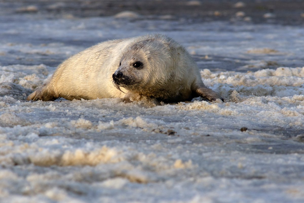 The annual grey seal report is here! 10,544 #greyseals were spotted in the #WaddenSea and #Helgoland, which is an 18% increase from last year. Also, our experts spotted 2,515 seal pups, a 10% increase compared to last season 🎉 waddensea-worldheritage.org/news/coordinat… 📸Geert Aarst