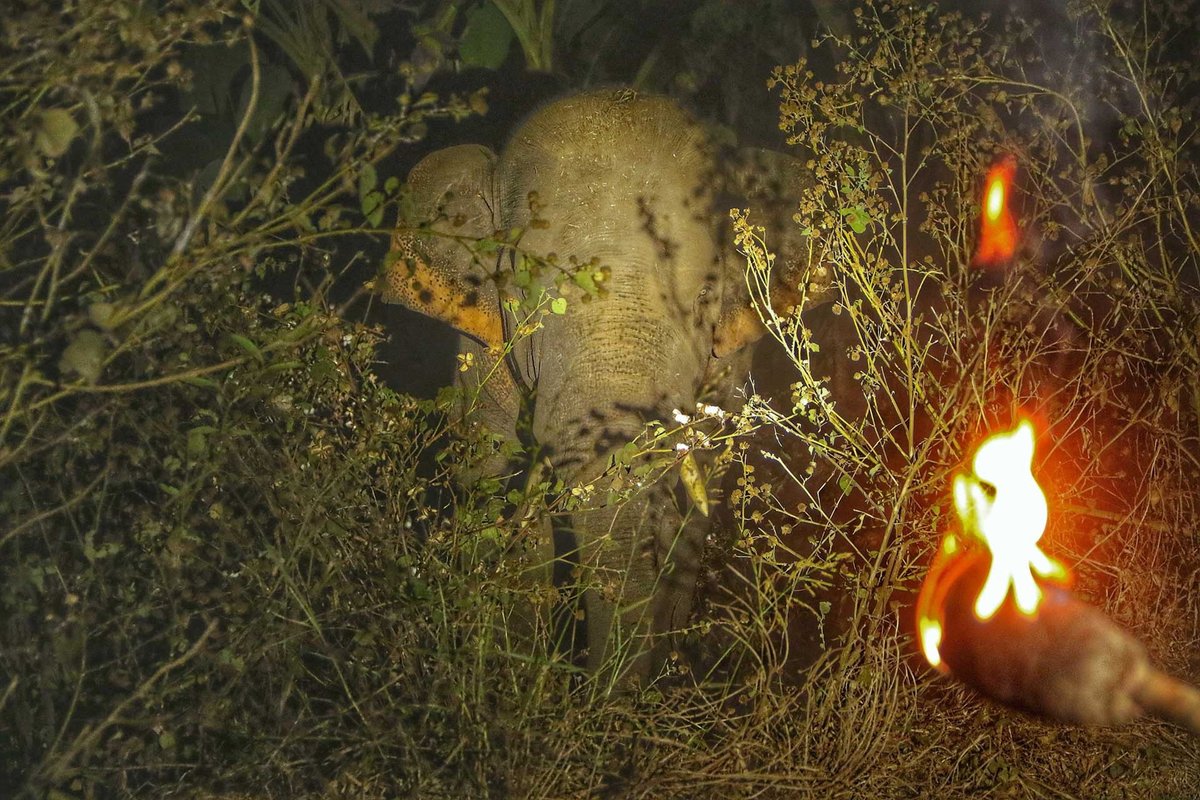 NatureIn_Focus's tweet image. ✨#NiFAwards2022—Winners✨

Sanjay Kothapalli
Jury Selection | Conservation Focus

In Parvathipuram, #AndhraPradesh, wild #elephants are a common sight. Villagers use fire torches to avoid encounters. The image represents how we often overlook infrastructure in conflict areas.