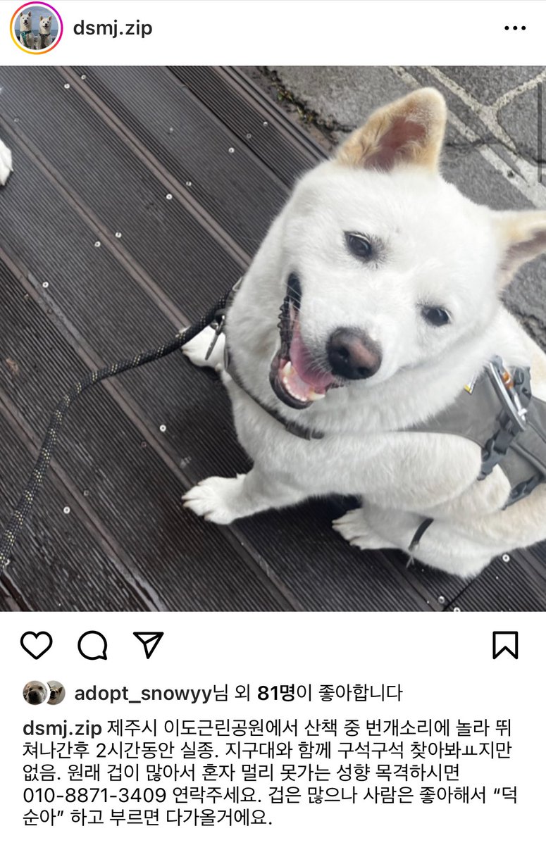 Suwoul_Seoul's tweet photo. 제주시 이도동에서 잃어버렸대요!!ㅠㅠㅠㅠ 많은 공유해 주세요!! https://t.co/15aWrhP8a1