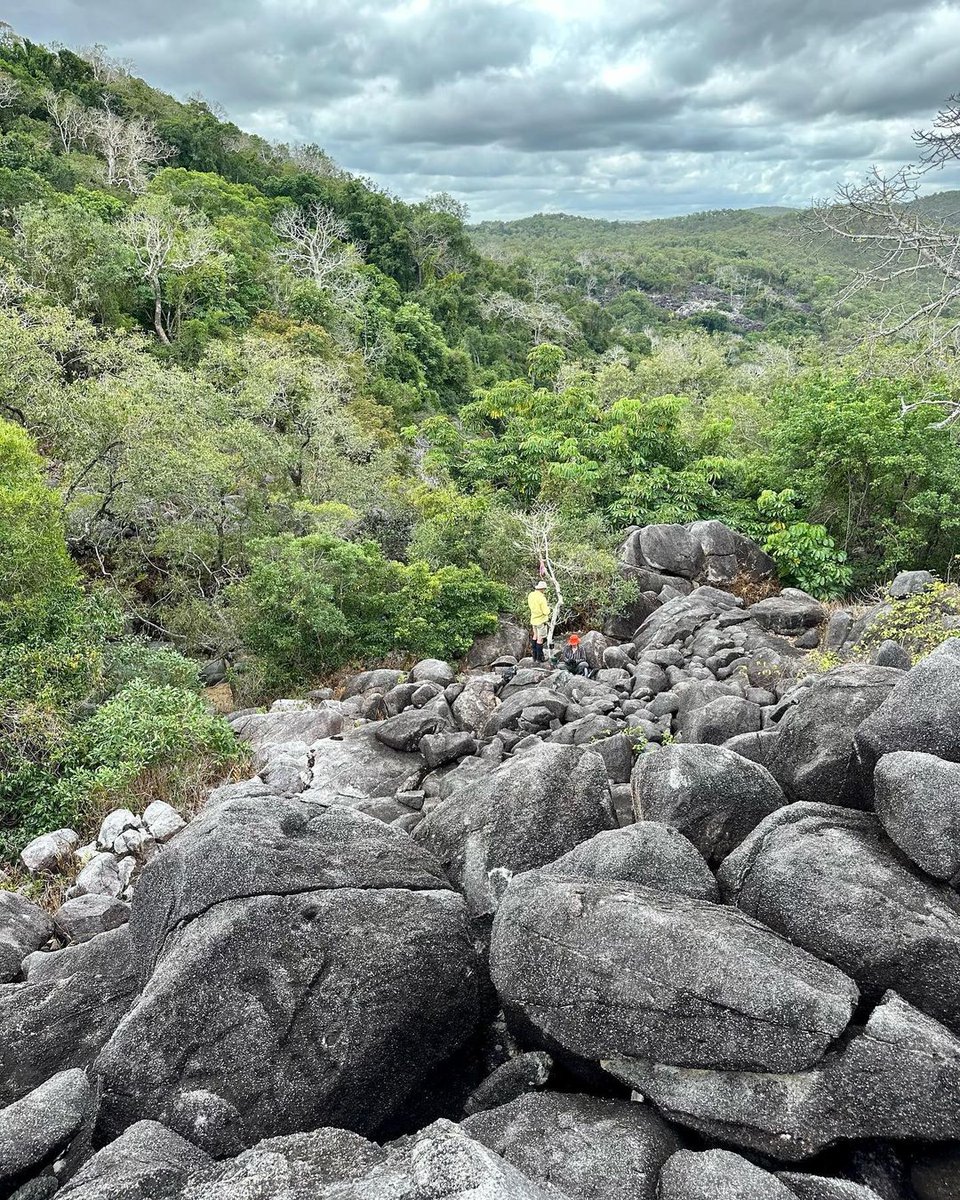 Our big #BoulderfieldsBioblitz on Kings Plains on Cape York is go!!!
100 camera traps
80 boulderfields
25 people
15 bat detectors
1 helicopter
And terabytes and terabytes of data. Based on our early results, lots of bats.

Stay tuned for updates!

#threatenedspecies #bats