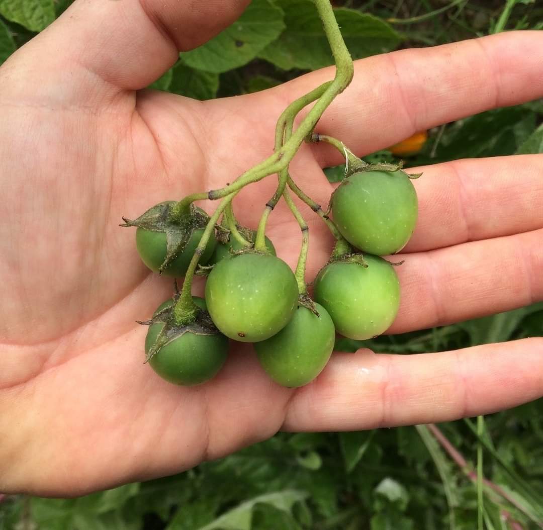 Deepak Acharya tweet media