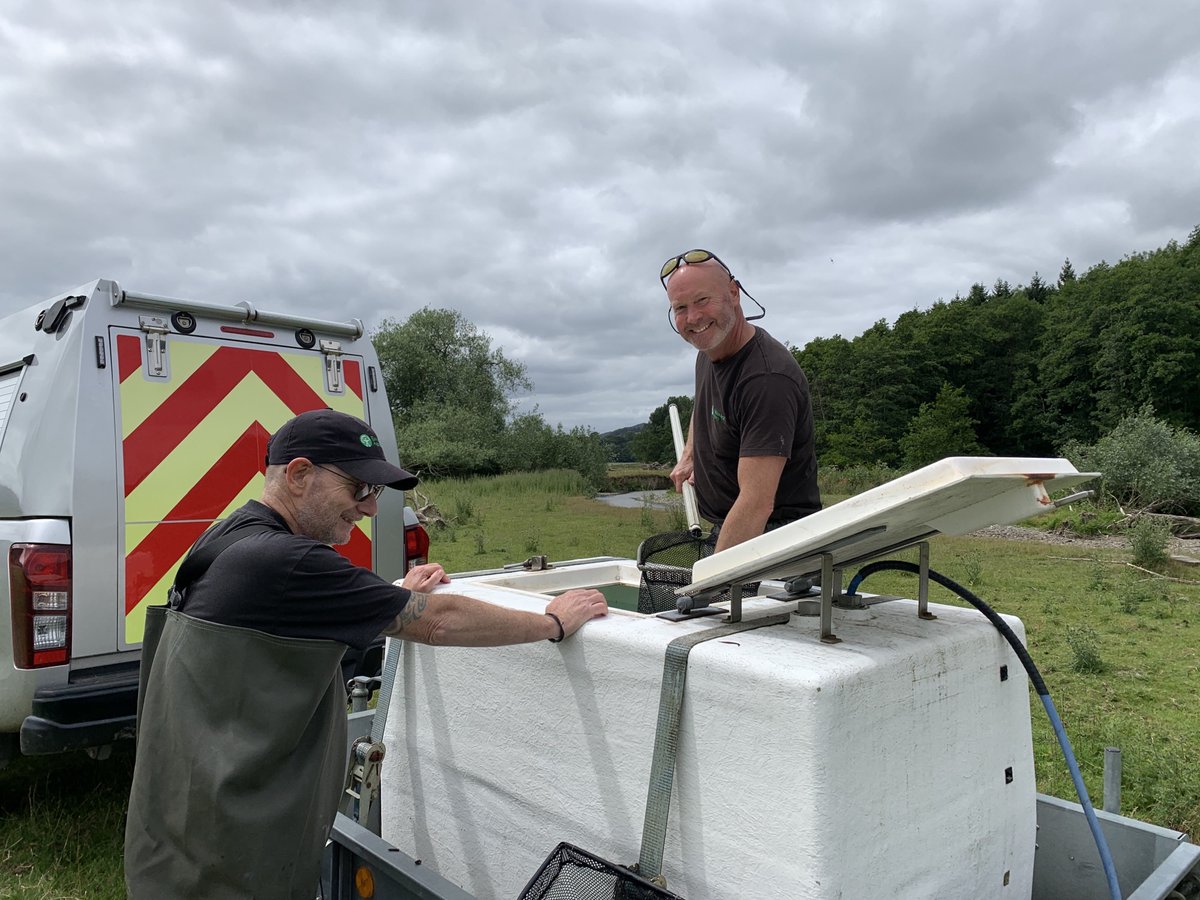 EnvAgencyMids's tweet photo. Yesterday our teams rescued 120 juvenile #salmon from the #RiverTeme in #Shropshire where the river was drying up. 

They were caught using electric fishing equipment before being put into an aerated transport tank and released several miles away where the river doesn't dry out🐟 https://t.co/o2wXuQi89i
