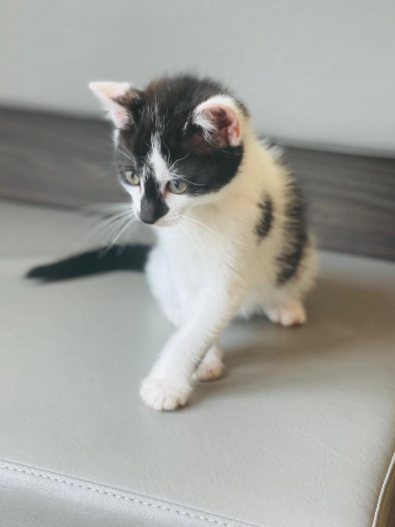 Tiptoeing into Monday ... 
... how is everyone/fur? 

#MoreThanJustVets #Wimborne