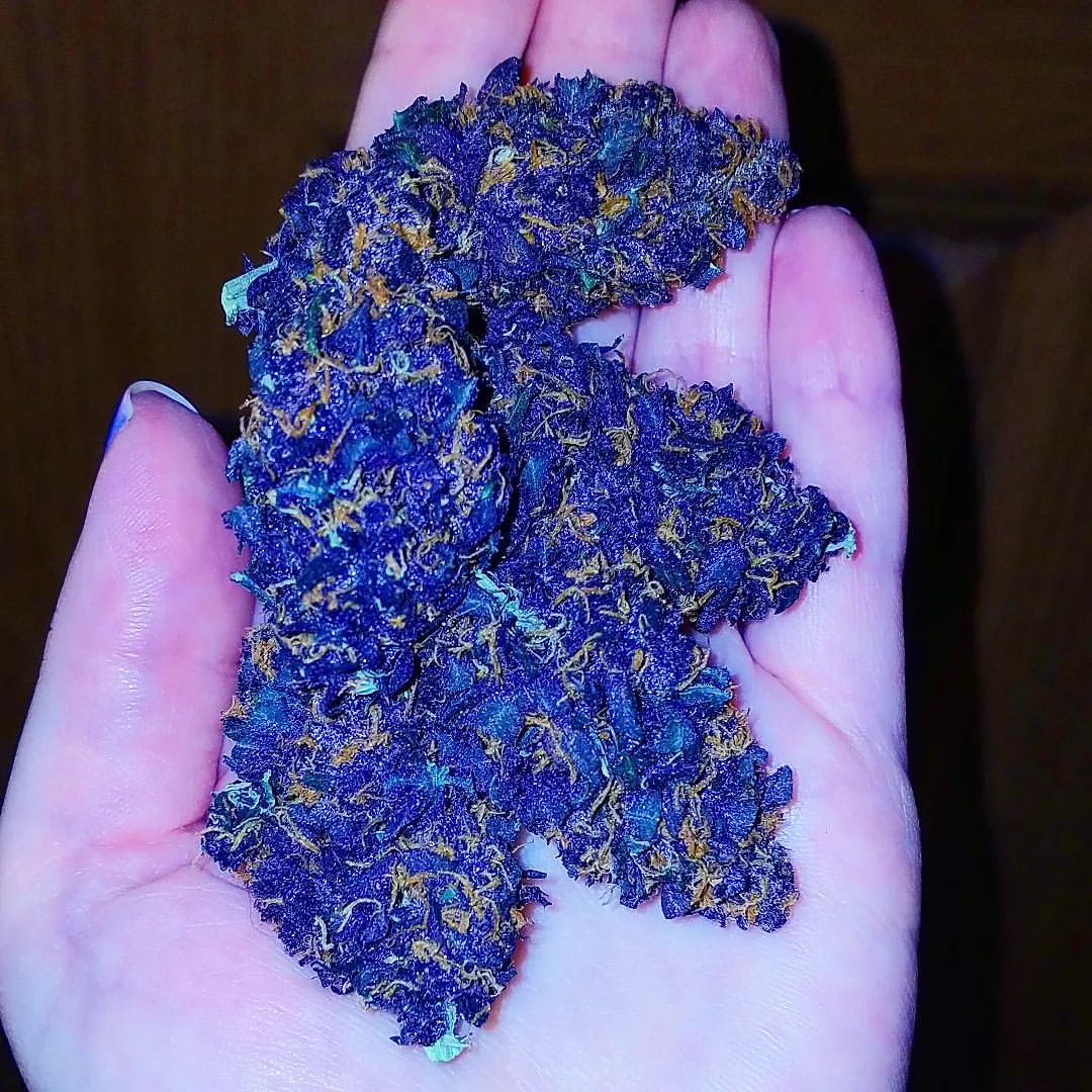 LiftedleafHQ's tweet photo. Dark Purple 💜 hit or pass???
Menu Drops 👇
https://t.co/rbUaxdJwSW https://t.co/CIPLeAbRR2