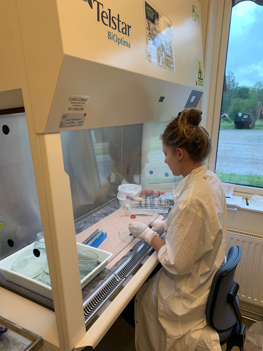 On todays episode of 50 shades of poop:  
DNA extraction is proceeding well, except for a supervisor with low patience levels toward the new airflow cabinet, beeping from time to time. Should learn some patience from her student
@LoanZumbach 
#masterthesis #wolfscat @_SLU