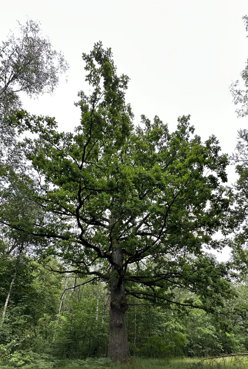 caretakerok's tweet image. Навеял текущий праздник: я родился в СССР в Мурманской области. Родители русские: батя из Сибири, мама с Кольского. А я оказался с паспортом беларуса. Рос в глубинке Беларуси и лето проводил в Мурманской области(зачастую) или Питере. Считаю ли я себя белорусом? Конечно. Считаю ли…