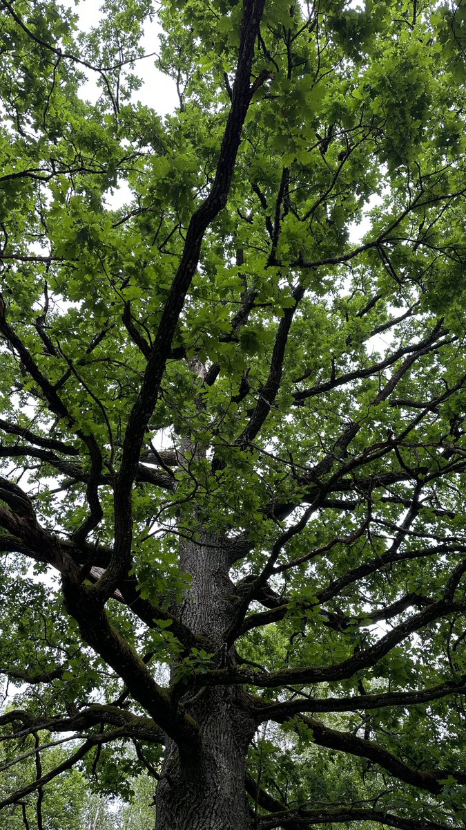 caretakerok's tweet image. Навеял текущий праздник: я родился в СССР в Мурманской области. Родители русские: батя из Сибири, мама с Кольского. А я оказался с паспортом беларуса. Рос в глубинке Беларуси и лето проводил в Мурманской области(зачастую) или Питере. Считаю ли я себя белорусом? Конечно. Считаю ли…