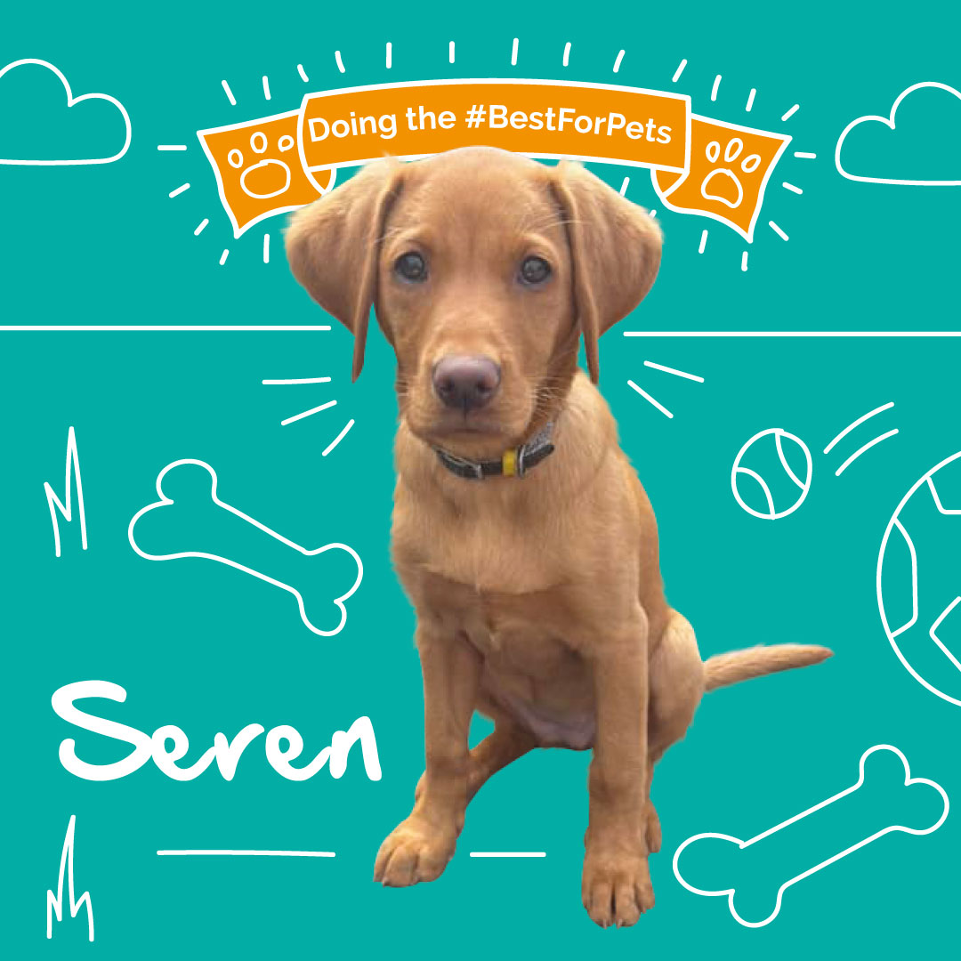 MiPet_Cover's tweet image. 🐶 Congratulations to our July pet of the month, Seren! 🐶

#dogsoftwitter #dogadvice #bestforpets #petofthemonth