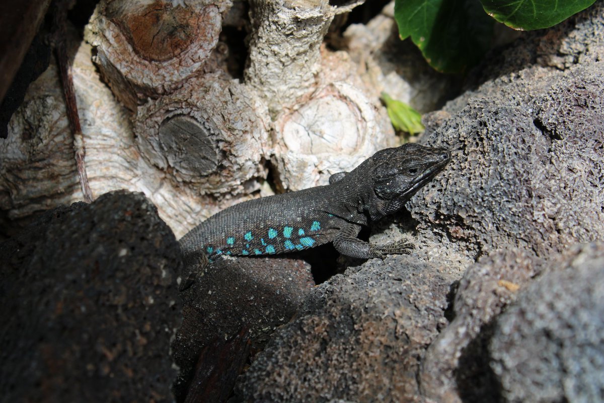susogarciia's tweet photo. Hace un añito encontramos este en Lanzarote. Desconozco si son de la misma especie, pero los colores son increíbles https://t.co/K3jxdQUfS4