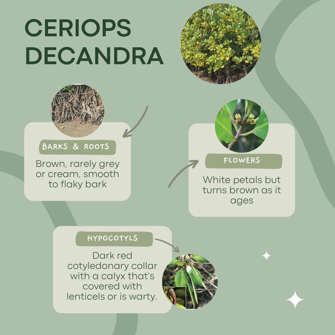 Wetlands International MY tweet media